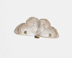 Argyrotome muricolor