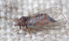 Cacopsylla melanoneura