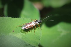 Aglaostigma semiluteum