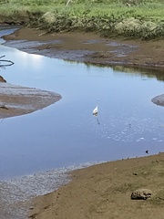 Ardea herodias