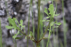 Erythranthe laciniata