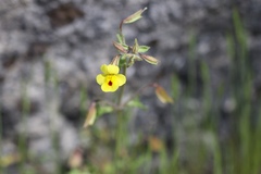 Erythranthe laciniata