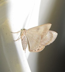 Argyrotome muricolor