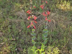 Penstemon murrayanus