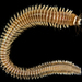 Cheilonereis cyclurus - Photo (c) smithsonian_marinegeo, μερικά δικαιώματα διατηρούνται (CC BY-NC-SA), uploaded by smithsonian_marinegeo
