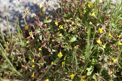 Erythranthe laciniata