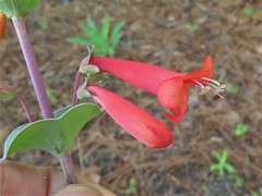 Penstemon murrayanus