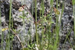 Erythranthe laciniata