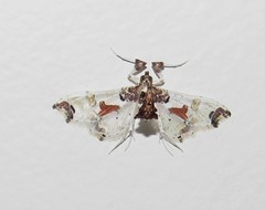 Neoleucinodes elegantalis