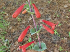 Penstemon murrayanus
