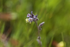 Myosotis discolor discolor