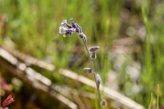 Myosotis discolor discolor