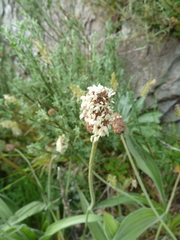 Plantago malato-belizii image