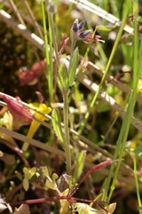 Myosotis discolor discolor