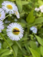 Adela caeruleella