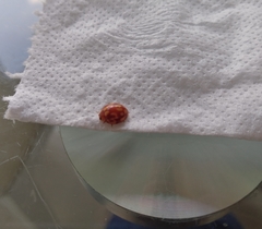 Neocalvia cayennensis