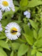 Adela caeruleella