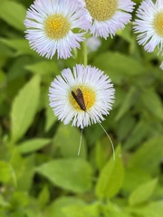 Adela caeruleella