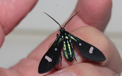 Leucotmemis nexa