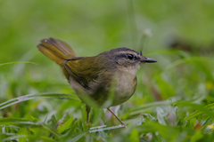 Myiothlypis rivularis