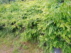 Tecomaria capensis