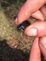 Carabus purpurascens