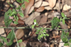 Lithospermum matamorense