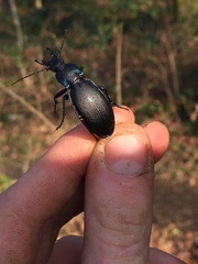 Carabus purpurascens