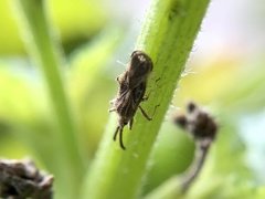 Teleonemia scrupulosa