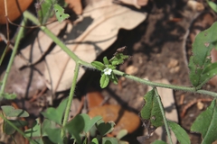 Lithospermum matamorense