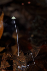 Mycena chloroxantha