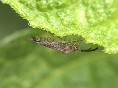 Teleonemia scrupulosa