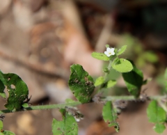 Lithospermum matamorense