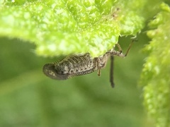 Teleonemia scrupulosa