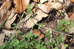 Lithospermum matamorense
