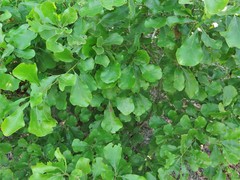 Quercus arkansana
