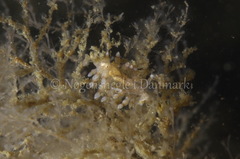 Eubranchus rupium