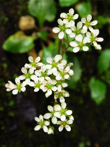 Gorman's saxifrage (Saxifraga gormanii)