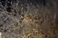 Eubranchus rupium