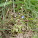 Veronica acinifolia - Photo (c) aroche, μερικά δικαιώματα διατηρούνται (CC BY), uploaded by aroche