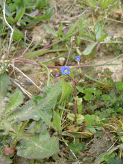 Veronica acinifolia