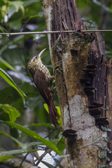 Xiphorhynchus fuscus