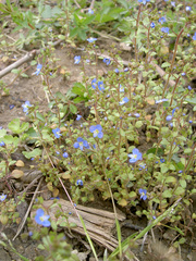 Veronica acinifolia