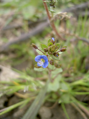 Veronica acinifolia