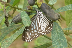 Parantica aglea aglea
