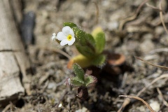 Plagiobothrys torreyi