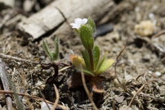 Plagiobothrys torreyi