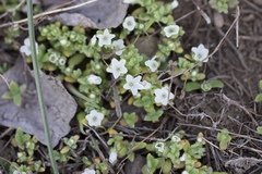 Nemophila spatulata