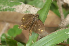 Taractrocera ceramas