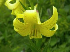 Lilium monadelphum